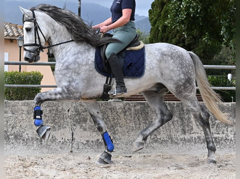 PRE Mix Hengst 5 Jahre 167 cm Schimmel in Mallorca