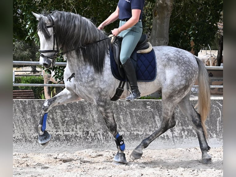 PRE Mix Hengst 5 Jahre 167 cm Schimmel in Mallorca