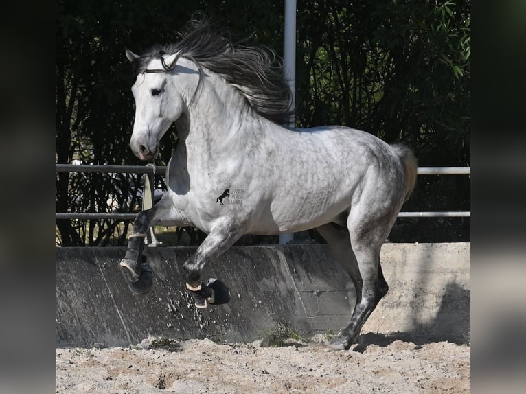 PRE Mix Hengst 5 Jahre 167 cm Schimmel in Mallorca