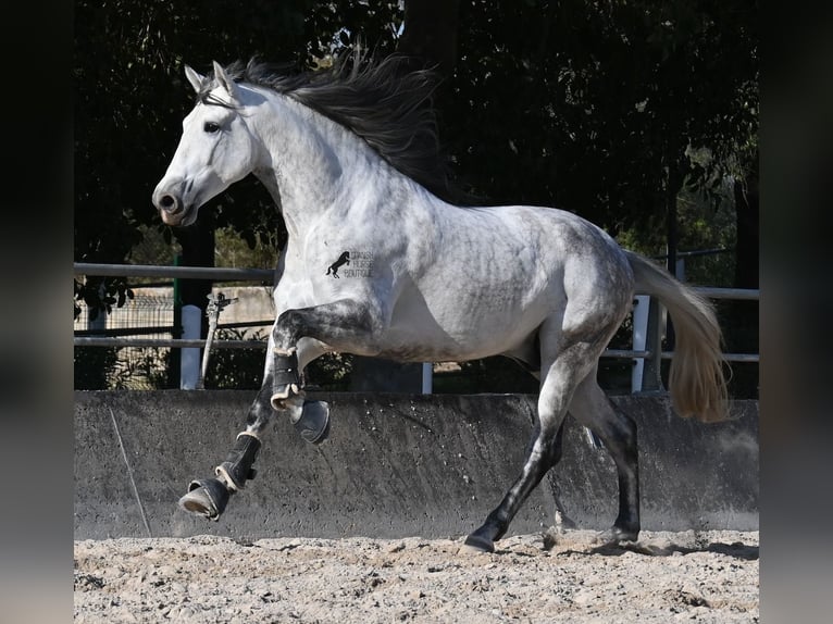 PRE Mix Hengst 5 Jahre 167 cm Schimmel in Mallorca