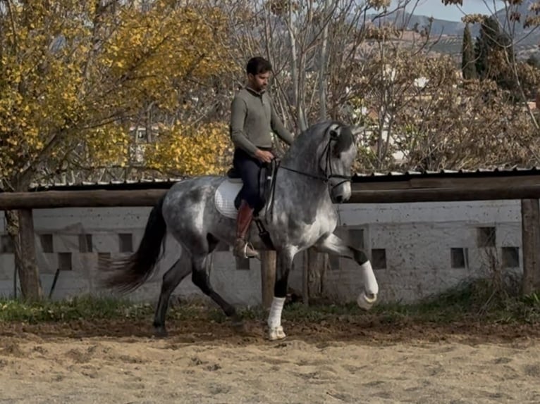 PRE Mix Hengst 5 Jahre 167 cm Schimmel in Coín, Malaga