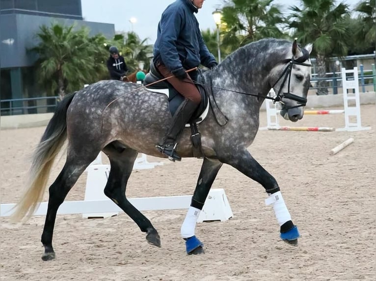 PRE Mix Hengst 5 Jahre 167 cm Schimmel in Navas Del Madroño