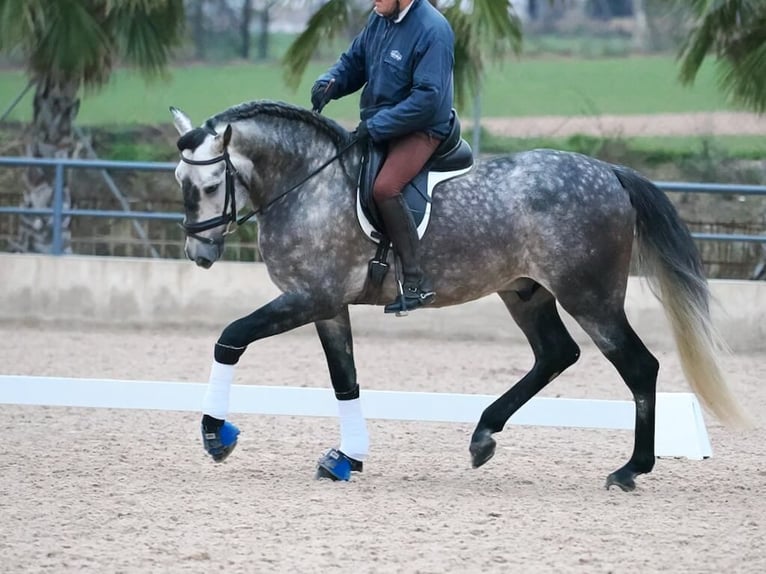 PRE Mix Hengst 5 Jahre 167 cm Schimmel in Navas Del Madroño