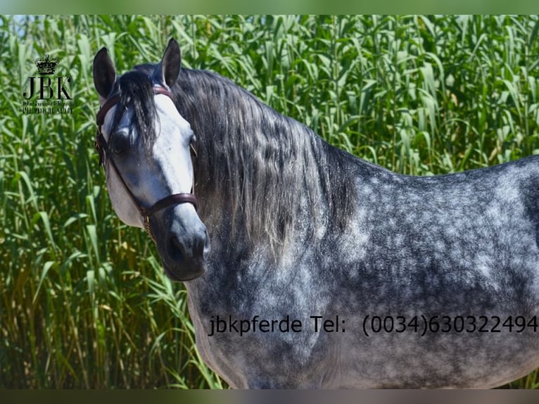 PRE Mix Hengst 5 Jahre 168 cm Apfelschimmel in Tabernas Almeria