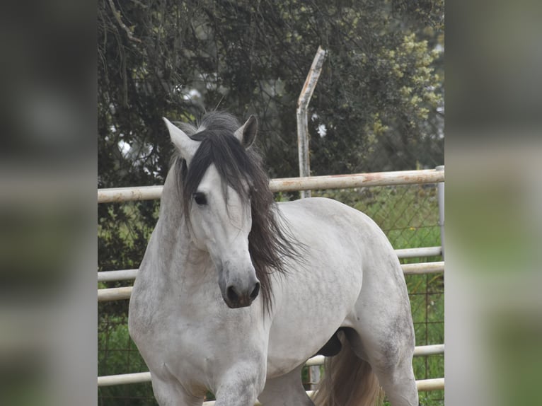 PRE Hengst 5 Jahre 168 cm Apfelschimmel in El Real de la Jara, Sevilla