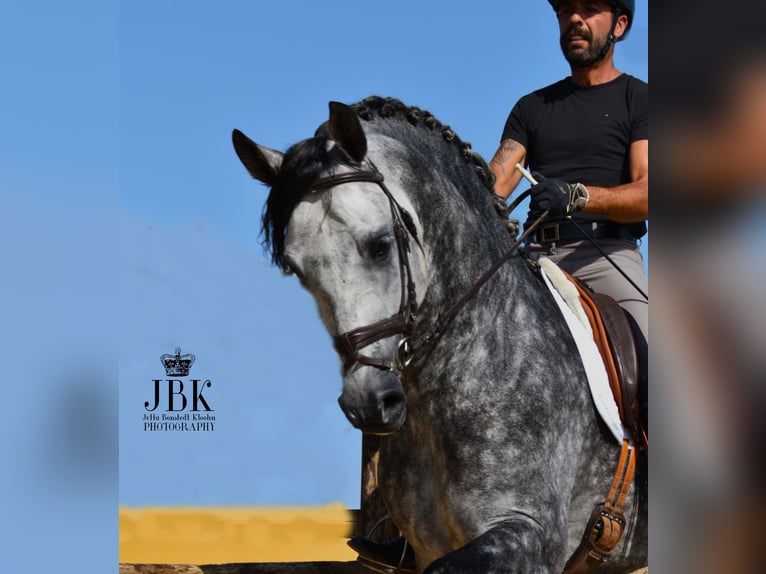 PRE Mix Hengst 5 Jahre 168 cm Apfelschimmel in Tabernas Almeria