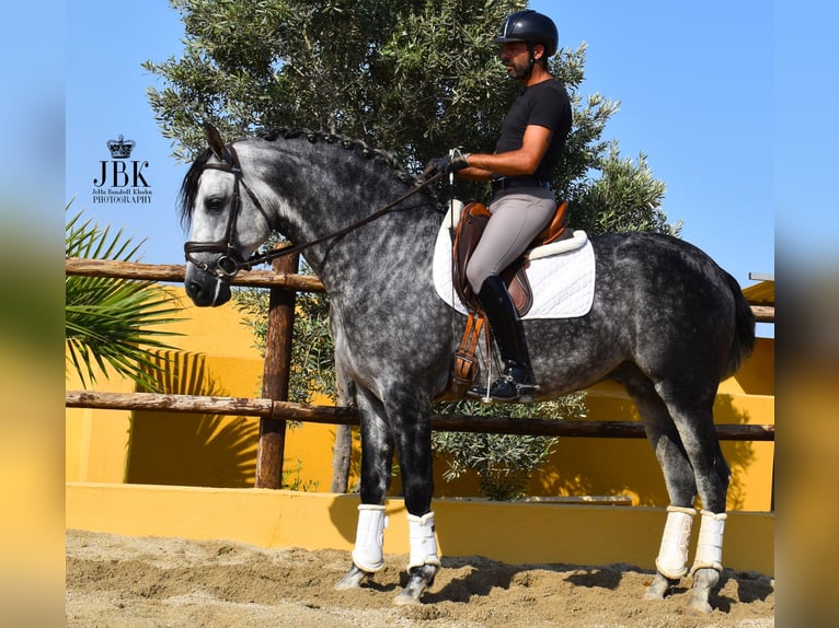 PRE Mix Hengst 5 Jahre 168 cm Apfelschimmel in Tabernas Almeria