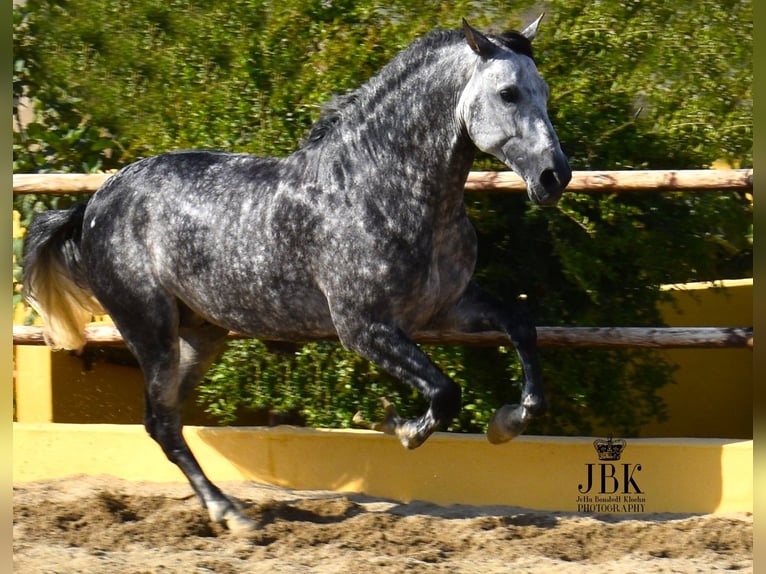 PRE Mix Hengst 5 Jahre 168 cm Apfelschimmel in Tabernas Almeria