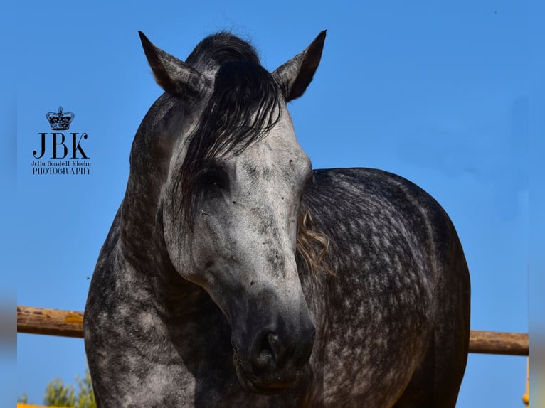 PRE Mix Hengst 5 Jahre 168 cm Apfelschimmel in Tabernas Almeria