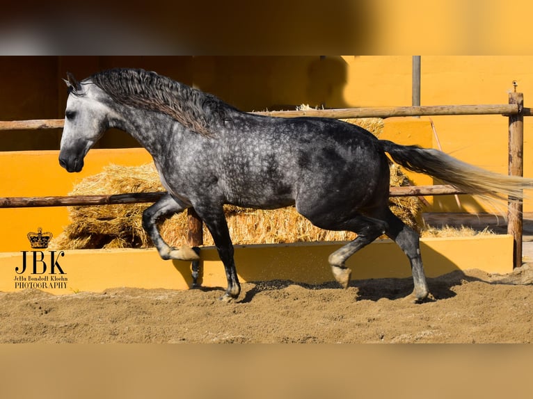 PRE Mix Hengst 5 Jahre 168 cm Apfelschimmel in Tabernas Almeria