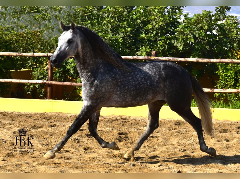 PRE Mix Hengst 5 Jahre 168 cm Apfelschimmel in Tabernas Almeria