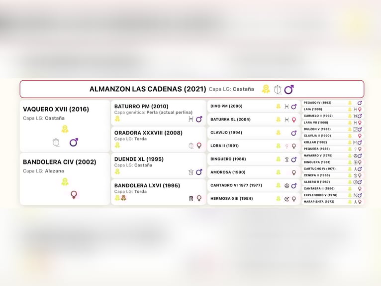 PRE Hengst 5 Jahre 168 cm Brauner in Carretera Alcala- Camarma Km 3,3