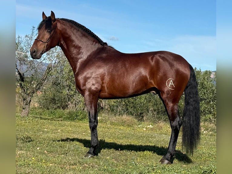 PRE Mix Hengst 5 Jahre 168 cm Dunkelbrauner in Martfeld