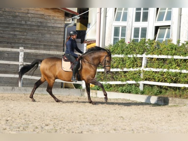 PRE Mix Hengst 5 Jahre 168 cm Falbe in Bibertal