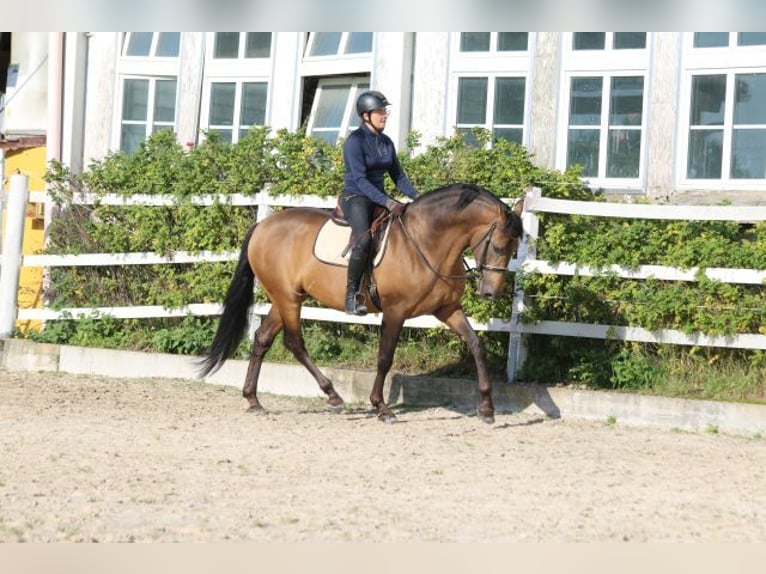 PRE Mix Hengst 5 Jahre 168 cm Falbe in Bibertal