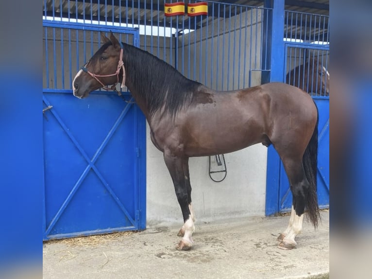 PRE Mix Hengst 5 Jahre 168 cm Hellbrauner in Lebrija