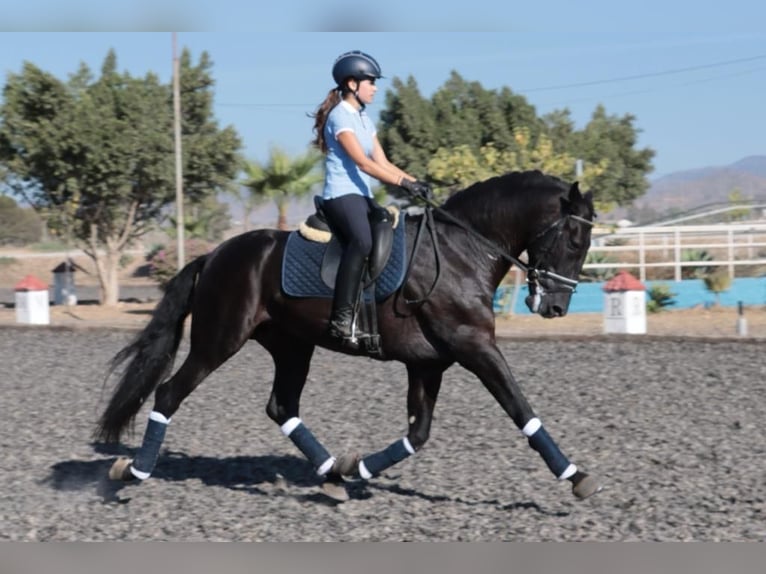 PRE Mix Hengst 5 Jahre 168 cm Rappe in Malaga