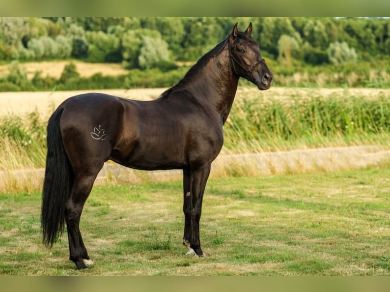 PRE Mix Hengst 5 Jahre 168 cm Rappe in Malaga