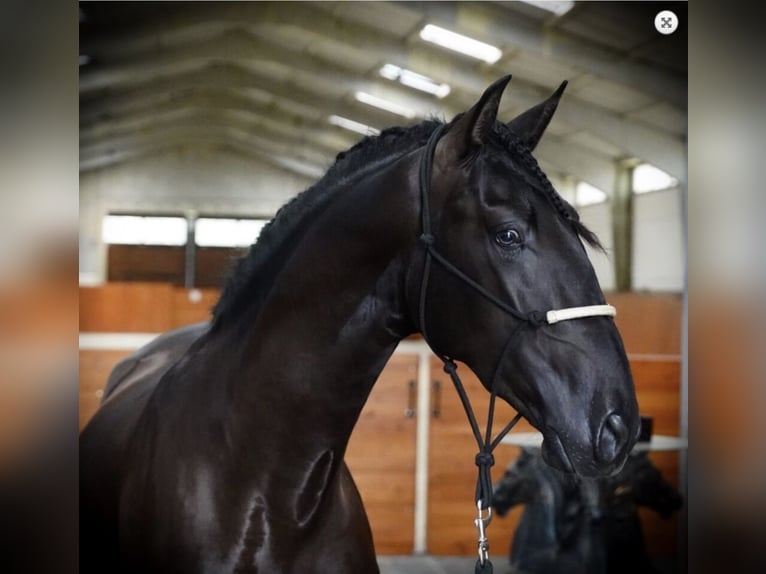 PRE Mix Hengst 5 Jahre 168 cm Rappe in Malaga
