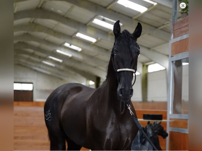 PRE Mix Hengst 5 Jahre 168 cm Rappe in Malaga
