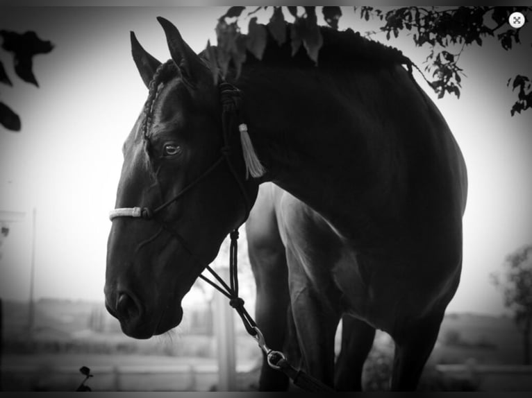 PRE Mix Hengst 5 Jahre 168 cm Rappe in Malaga