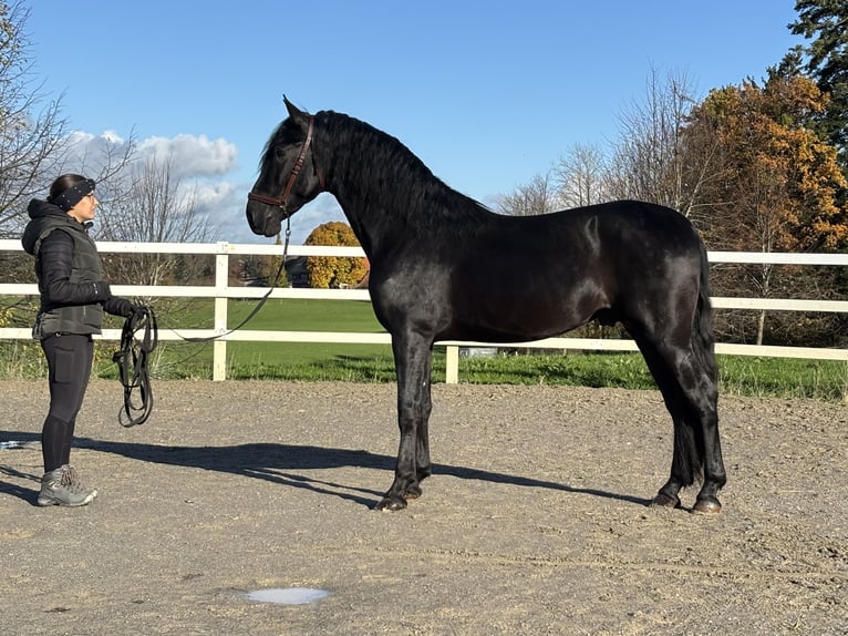 PRE Mix Hengst 5 Jahre 168 cm Rappe in Sigmarszell