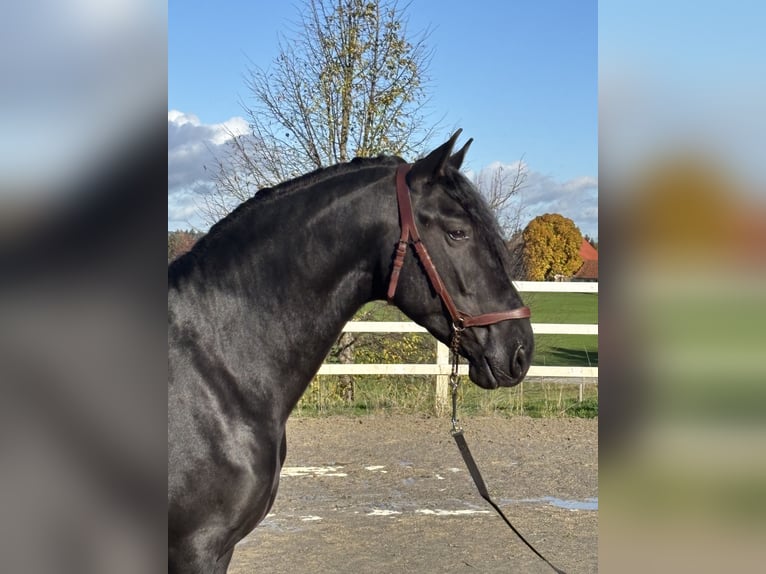 PRE Mix Hengst 5 Jahre 168 cm Rappe in Sigmarszell