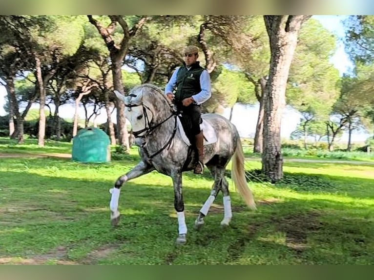 PRE Mix Hengst 5 Jahre 168 cm Schimmel in Sanlucar De Barrameda