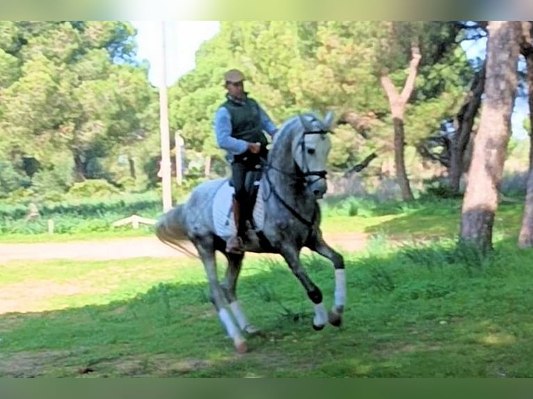 PRE Mix Hengst 5 Jahre 168 cm Schimmel in Sanlucar De Barrameda