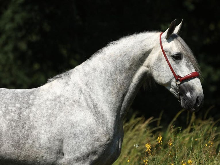PRE Mix Hengst 5 Jahre 168 cm Schimmel in Navas Del Madroño