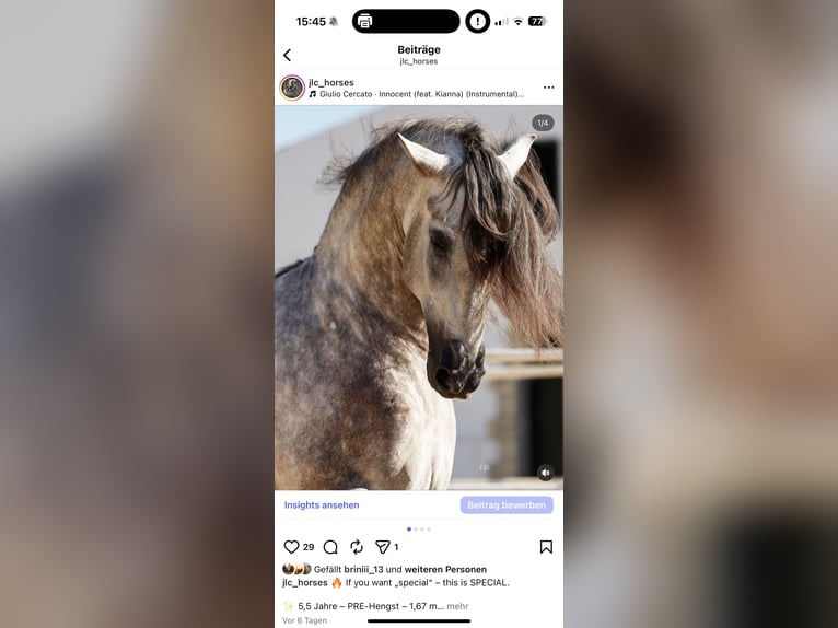 PRE Mix Hengst 5 Jahre 168 cm Schimmel in Poeldijk