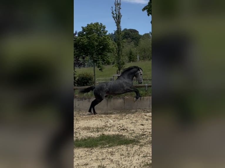 PRE Hengst 5 Jahre 168 cm Schimmel in Morcone