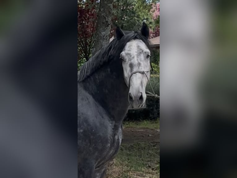 PRE Hengst 5 Jahre 168 cm Schimmel in Morcone