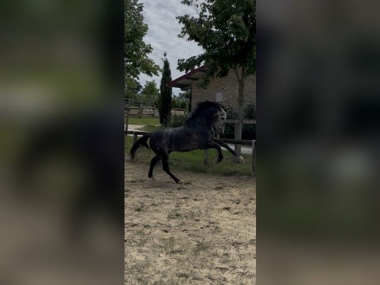 PRE Hengst 5 Jahre 168 cm Schimmel in Morcone