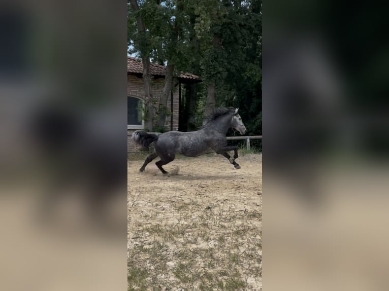 PRE Hengst 5 Jahre 168 cm Schimmel in Morcone