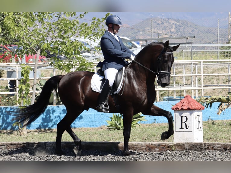 PRE Hengst 5 Jahre 168 cm Schwarzbrauner in Malaga