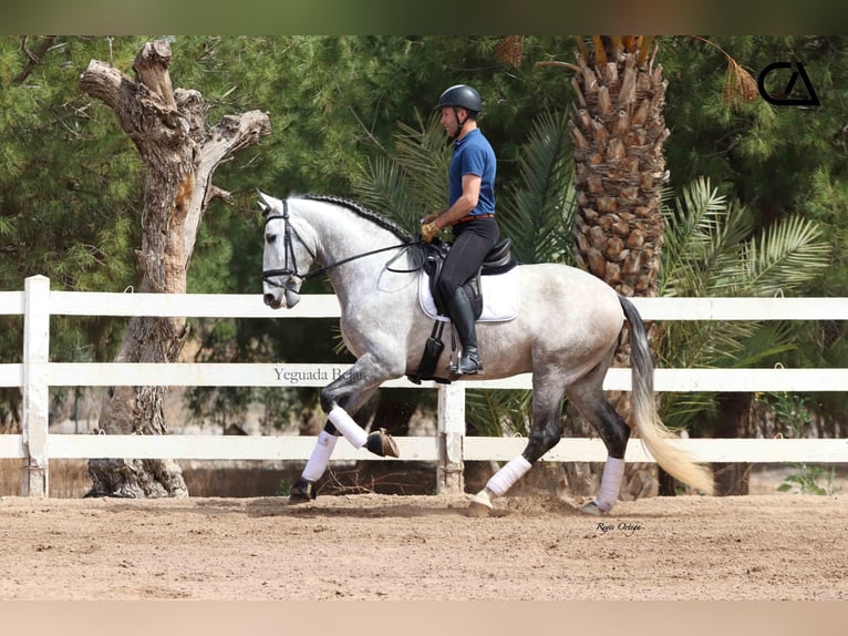 PRE Hengst 5 Jahre 169 cm Apfelschimmel in Puerto Lumbreras