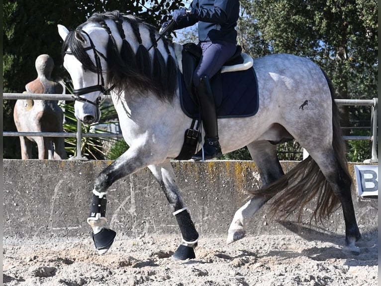 PRE Mix Hengst 5 Jahre 169 cm Schimmel in Mallorca