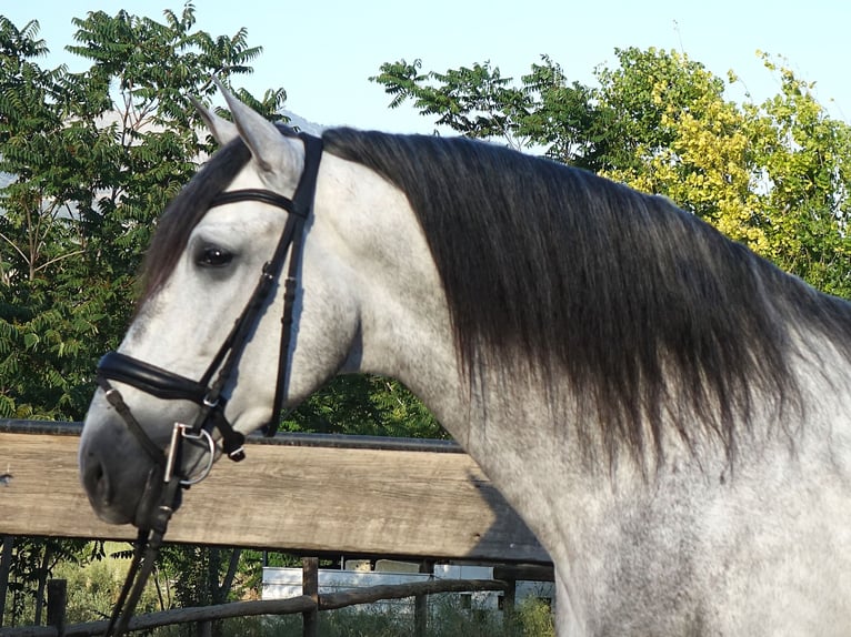 PRE Mix Hengst 5 Jahre 169 cm Schimmel in Coín, Malaga