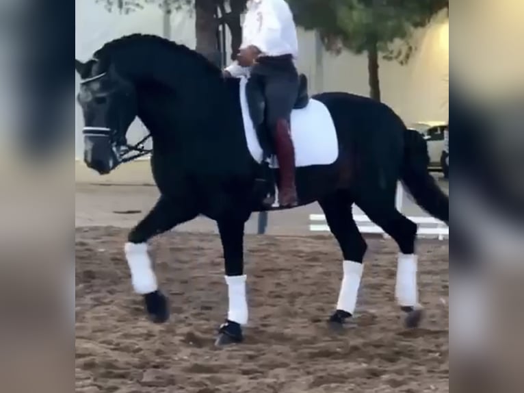 PRE Mix Hengst 5 Jahre 170 cm Apfelschimmel in Santa Perpetua de Mogoda