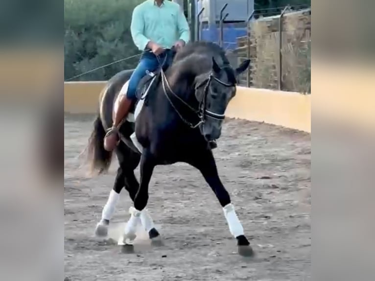 PRE Mix Hengst 5 Jahre 170 cm Apfelschimmel in Santa Perpetua de Mogoda
