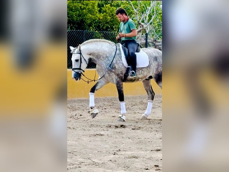 PRE Mix Hengst 5 Jahre 170 cm Apfelschimmel in Santa Perpetua de Mogoda