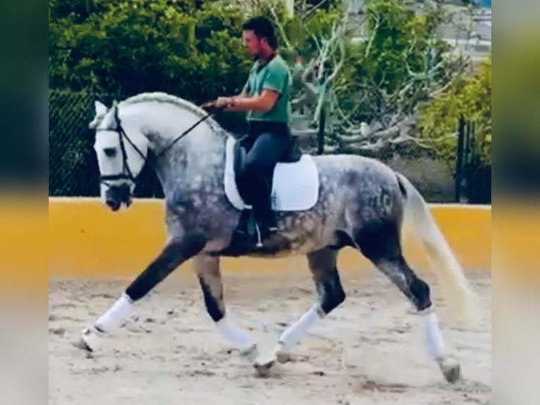 PRE Mix Hengst 5 Jahre 170 cm Apfelschimmel in Santa Perpetua de Mogoda