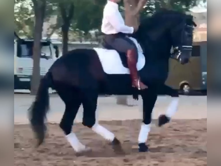 PRE Mix Hengst 5 Jahre 170 cm Apfelschimmel in Santa Perpetua de Mogoda