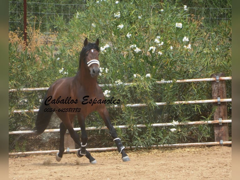 PRE Hengst 5 Jahre 170 cm Brauner in Vejer de la Frontera