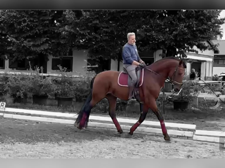 PRE Hengst 5 Jahre 170 cm Brauner in Varese