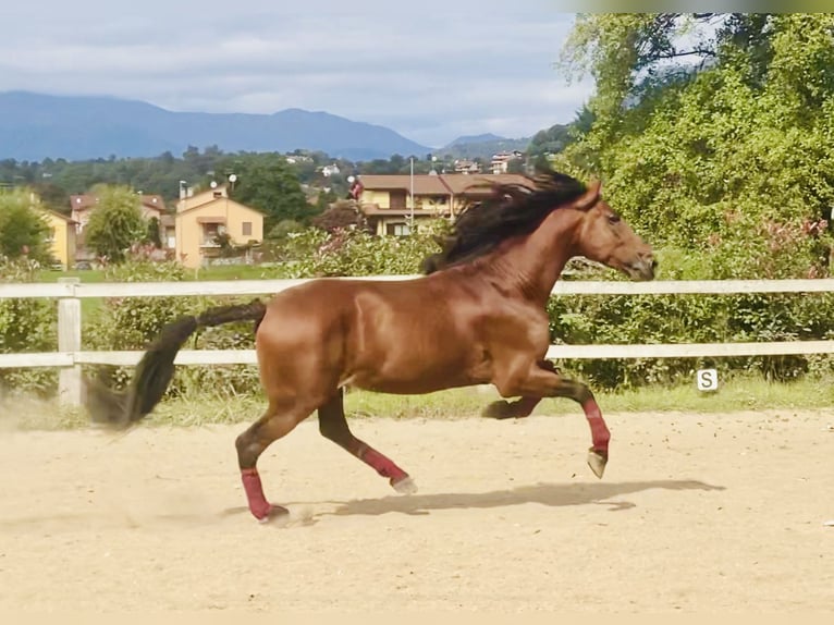 PRE Hengst 5 Jahre 170 cm Brauner in Varese