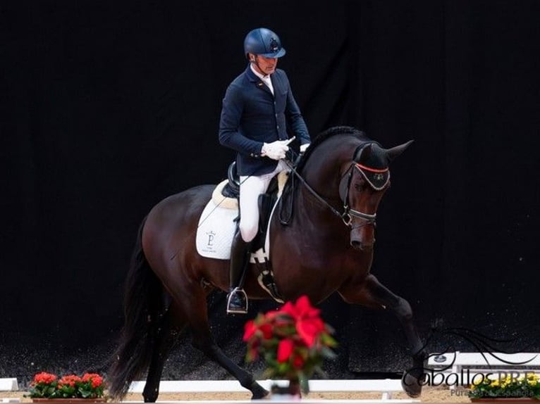 PRE Mix Hengst 5 Jahre 170 cm Brauner in Cordoba