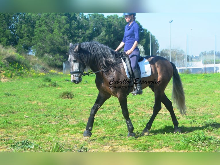 PRE Mix Hengst 5 Jahre 170 cm Braunfalbschimmel in Vejer de la Frontera