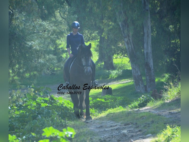 PRE Mix Hengst 5 Jahre 170 cm Braunfalbschimmel in Vejer de la Frontera